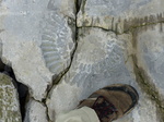 FZ012720 Big fossil in rock.jpg